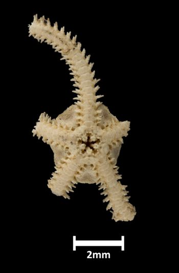 Media type: image; Invertebrate Zoology OPH-4947 Aspect: ventral